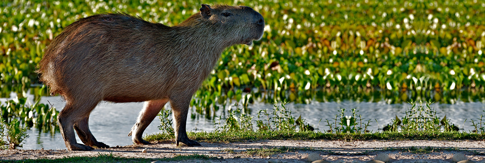 Capibara en Los Llanos venezolanos