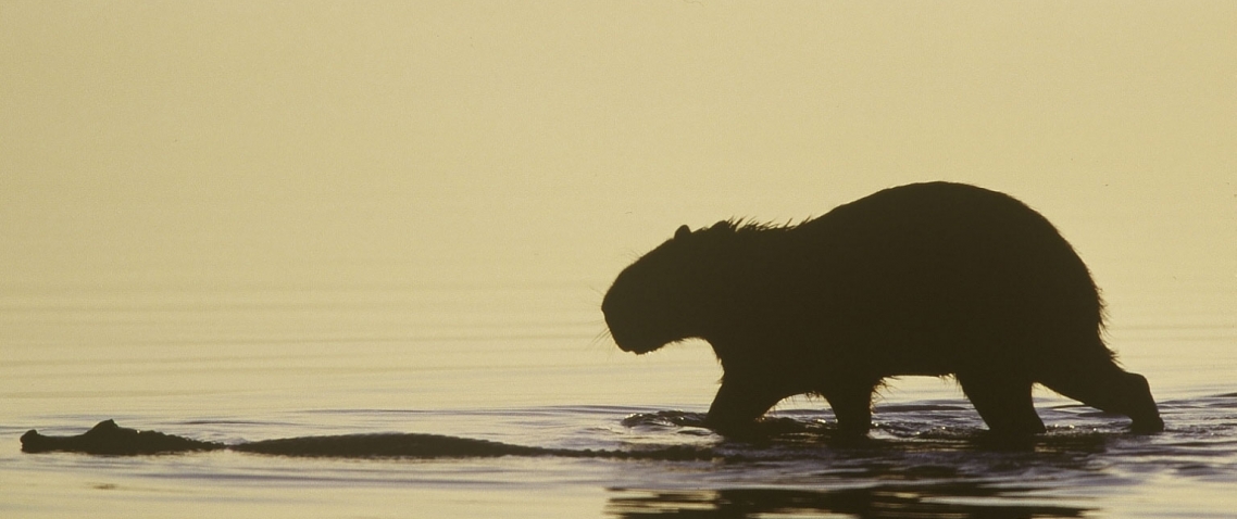 Capibara y caiman en las aguas de los Llanos de Venezuela 