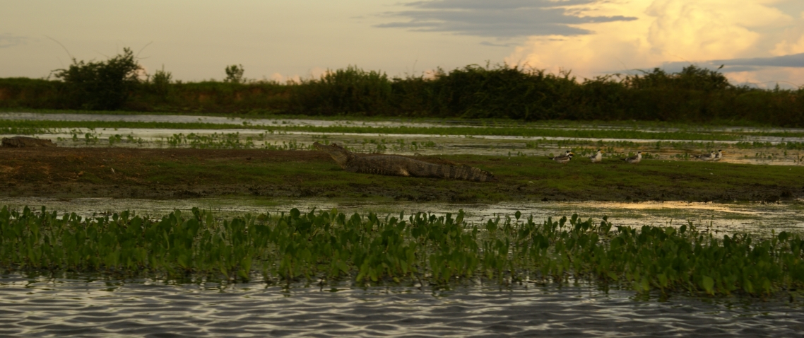 Caiman en el Hato El Cedral