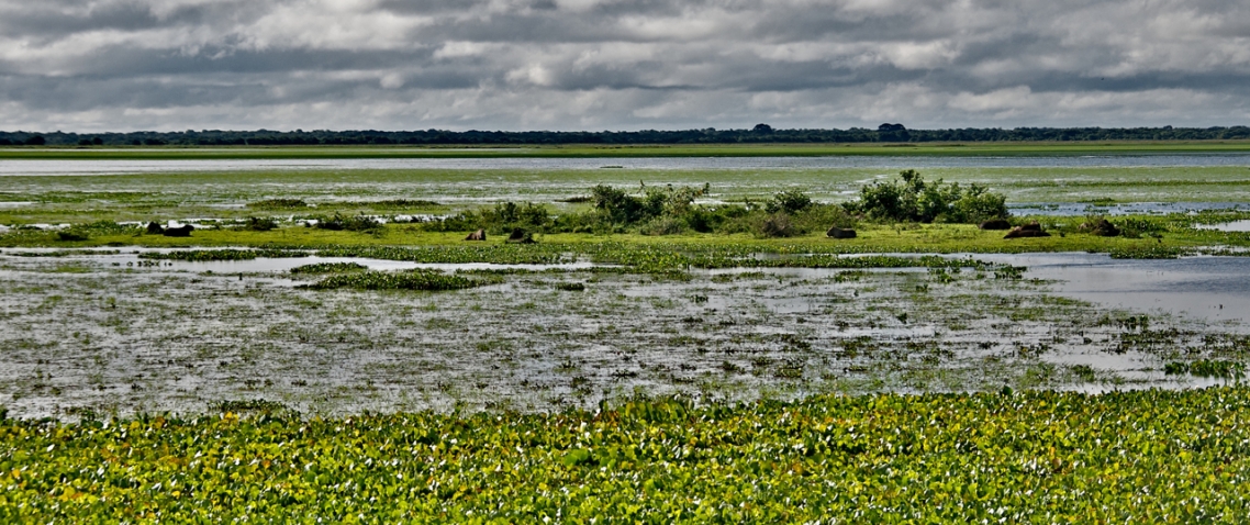 Paisaje de los Llanos venezolanos 