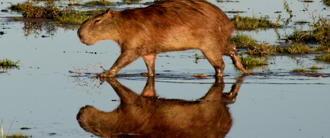 Capibara reflejado en el agua de los Llanos venezolanos 