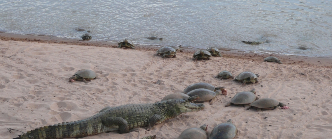 Reptiles en la orilla del río en el hato El Cedral 