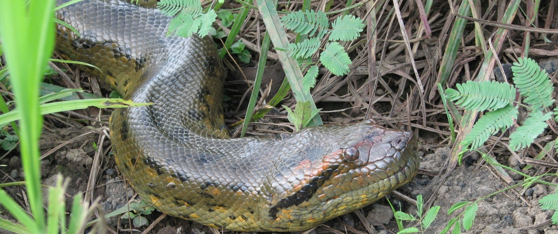 Boa constrictor en los Llanos de Venezuela 