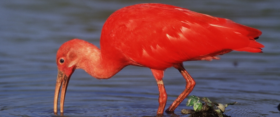 Ave roja en los Llanos de Venezuela 