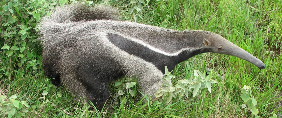 Oso hormiguero en los Llanos de Venezuela 