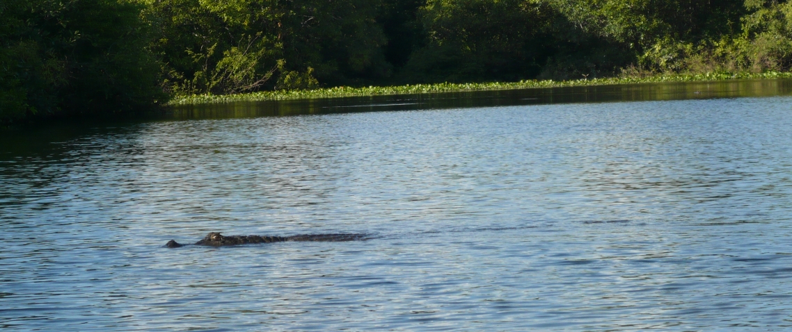 Caiman en el río en Hato El Cedral 