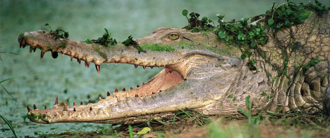 Caiman camuflajeado en los Llanos de Venezuela 