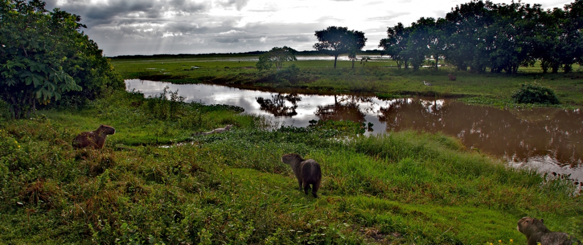 Capibaras en las planicies de los Llanos venezolanos 