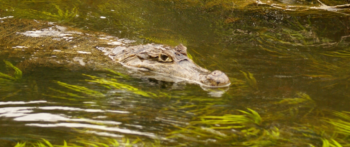 Caiman en el Hato en El Cedral